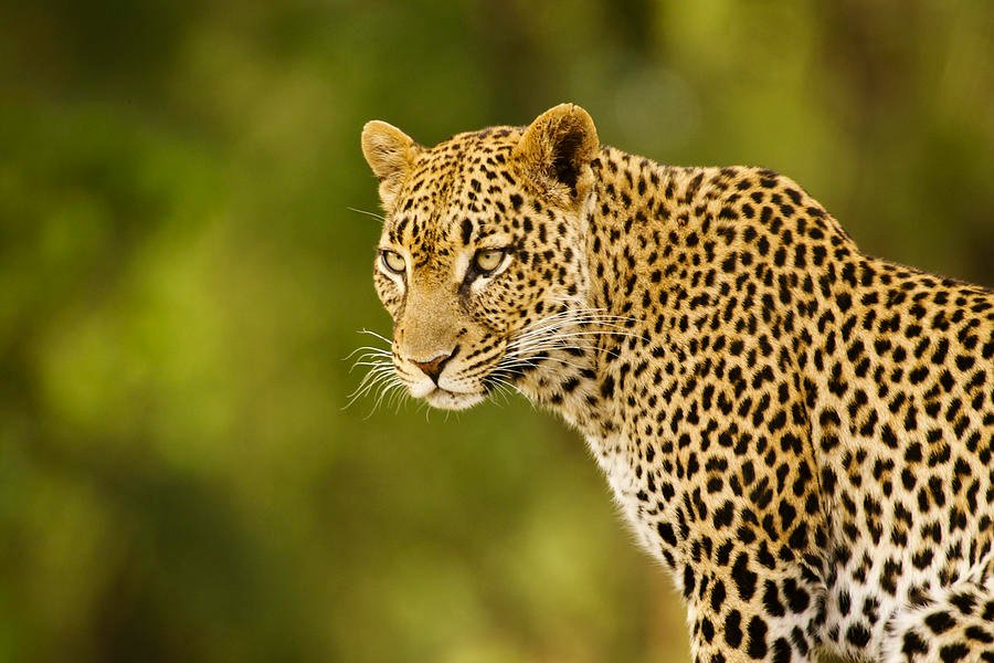 Leopard